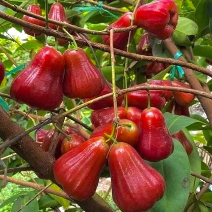 96Pcs Red Wax Apple Seeds Planting for Outdoor
