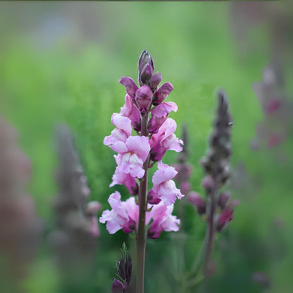 1000 Snapdragon Seeds - Cold Resistant -Potted -Attracts pollinators - Open-Pollinating - Antirrhinum majus - Balcony Pot