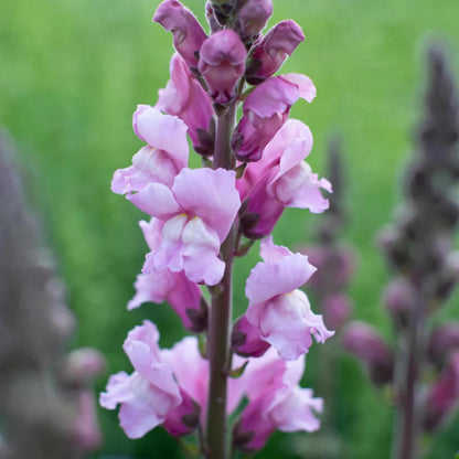 1000 Snapdragon Seeds - Cold Resistant -Potted -Attracts pollinators - Open-Pollinating - Antirrhinum majus - Balcony Pot