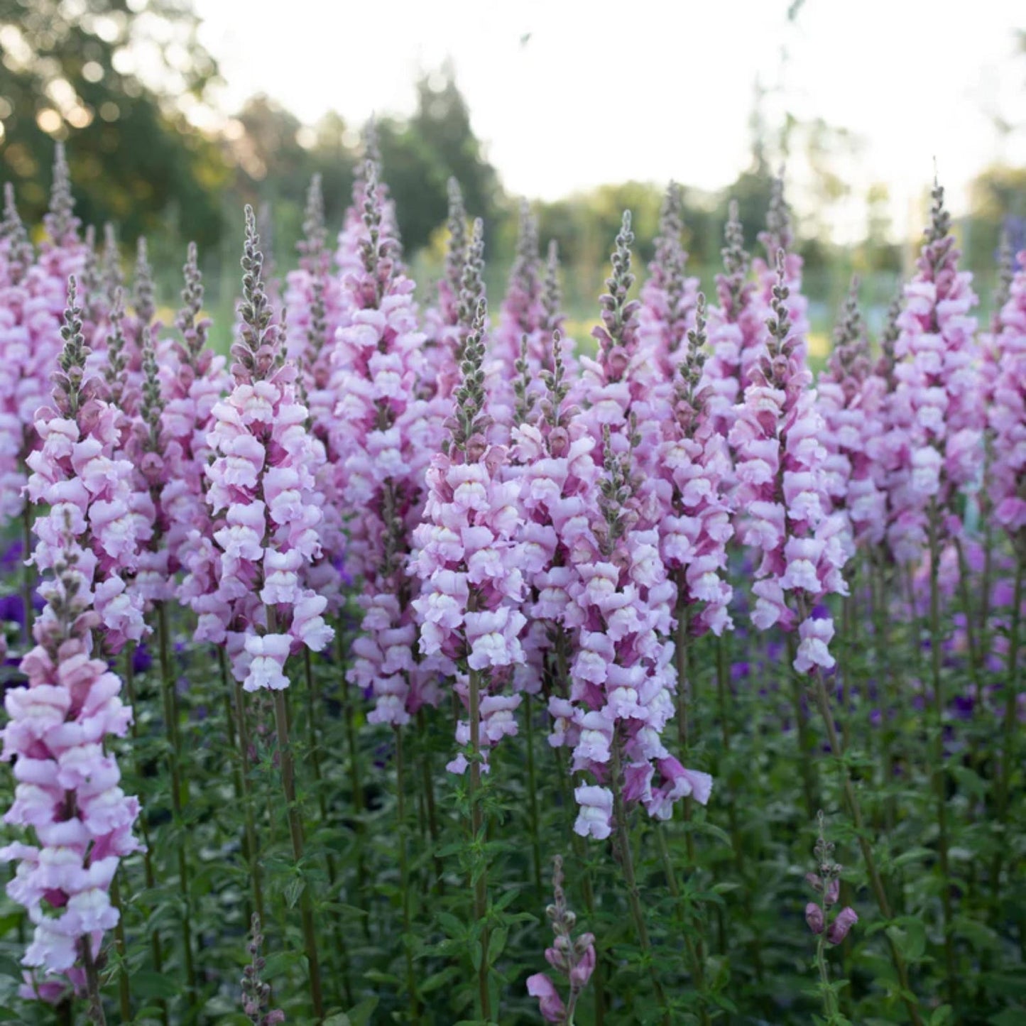 1000 Snapdragon Seeds - Cold Resistant -Potted -Attracts pollinators - Open-Pollinating - Antirrhinum majus - Balcony Pot