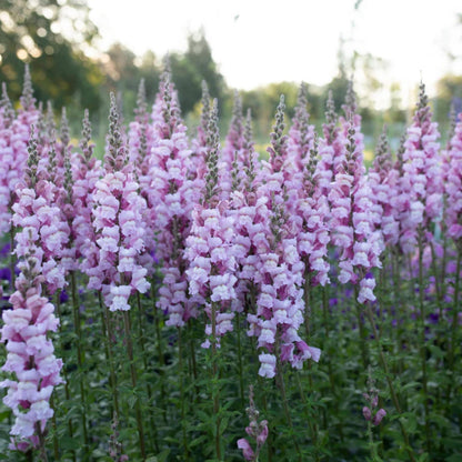 1000 Snapdragon Seeds - Cold Resistant -Potted -Attracts pollinators - Open-Pollinating - Antirrhinum majus - Balcony Pot