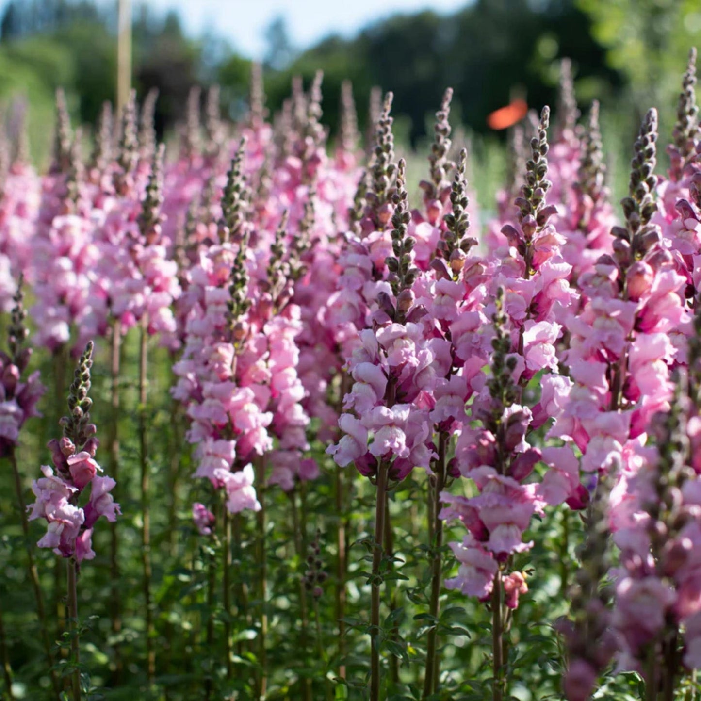 1000 Snapdragon Seeds - Cold Resistant -Potted -Attracts pollinators - Open-Pollinating - Antirrhinum majus - Balcony Pot