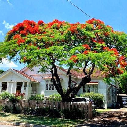 20Pcs Perfect For Large Yards And Urban Gardening Spaces Royal Poinciana Seeds Ornamental Size