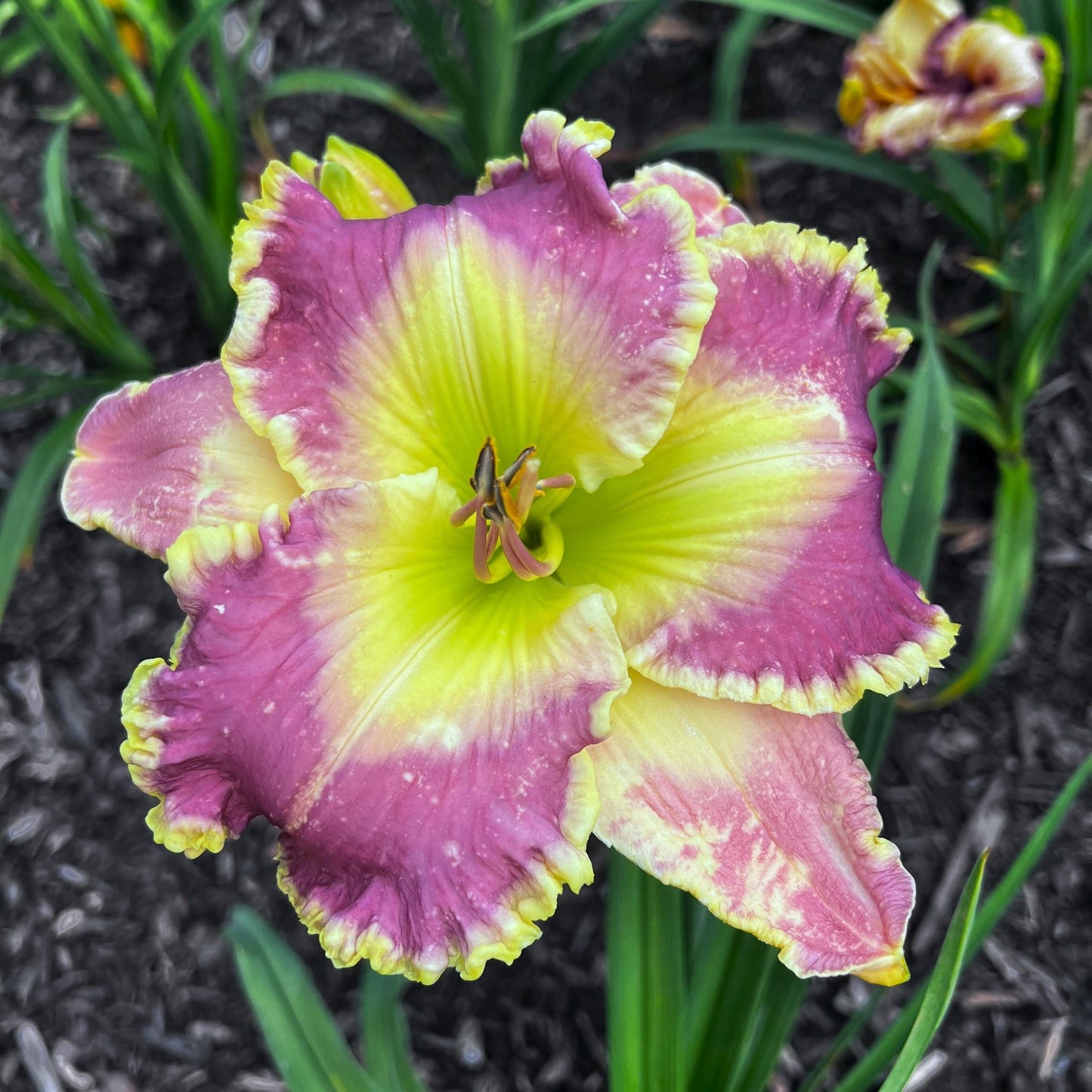 100pcs Hundred Tail Flower Seeds for planting in residential landscape areas and private yard flower planting plots