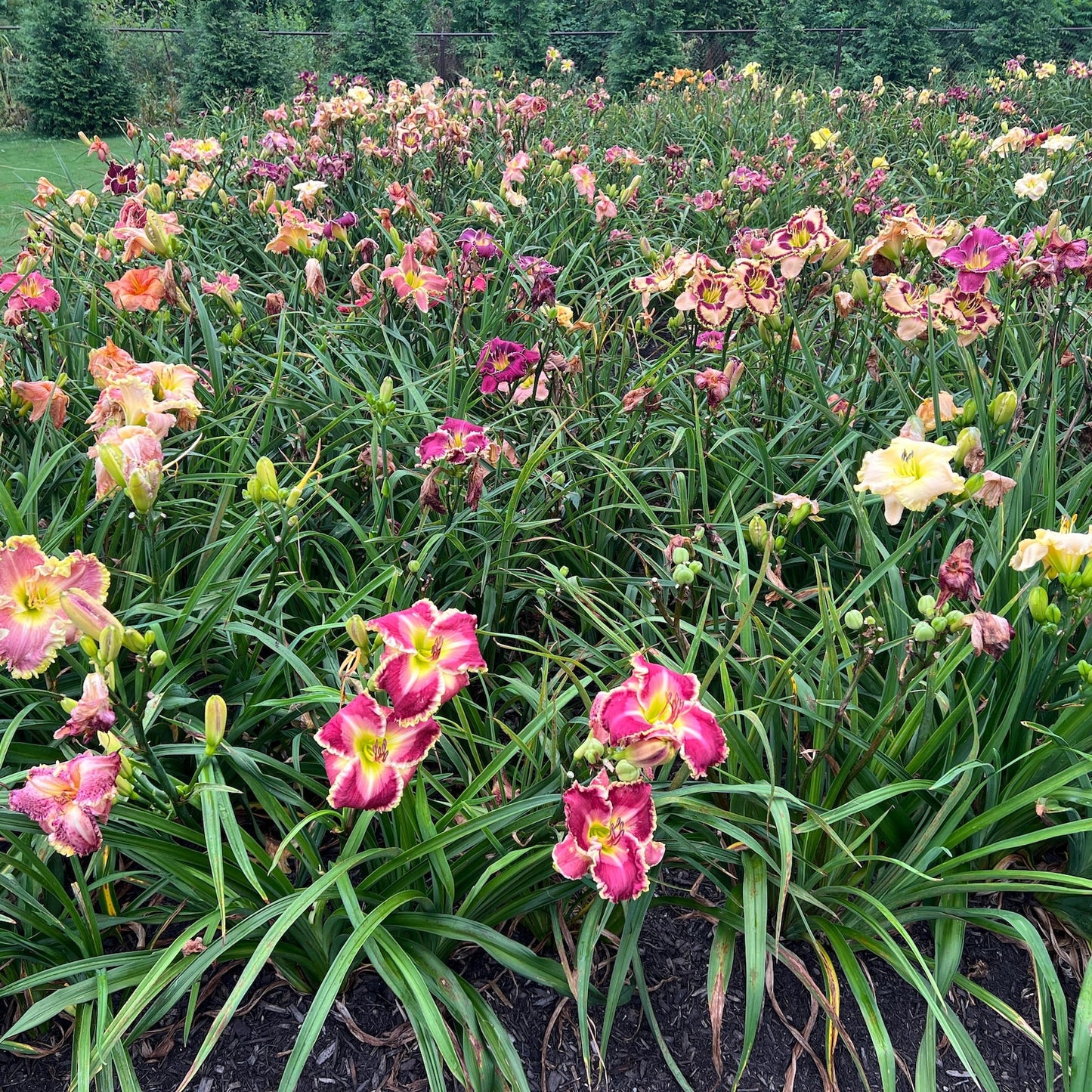 100pcs Hundred Tail Flower Seeds for planting in residential landscape areas and private yard flower planting plots