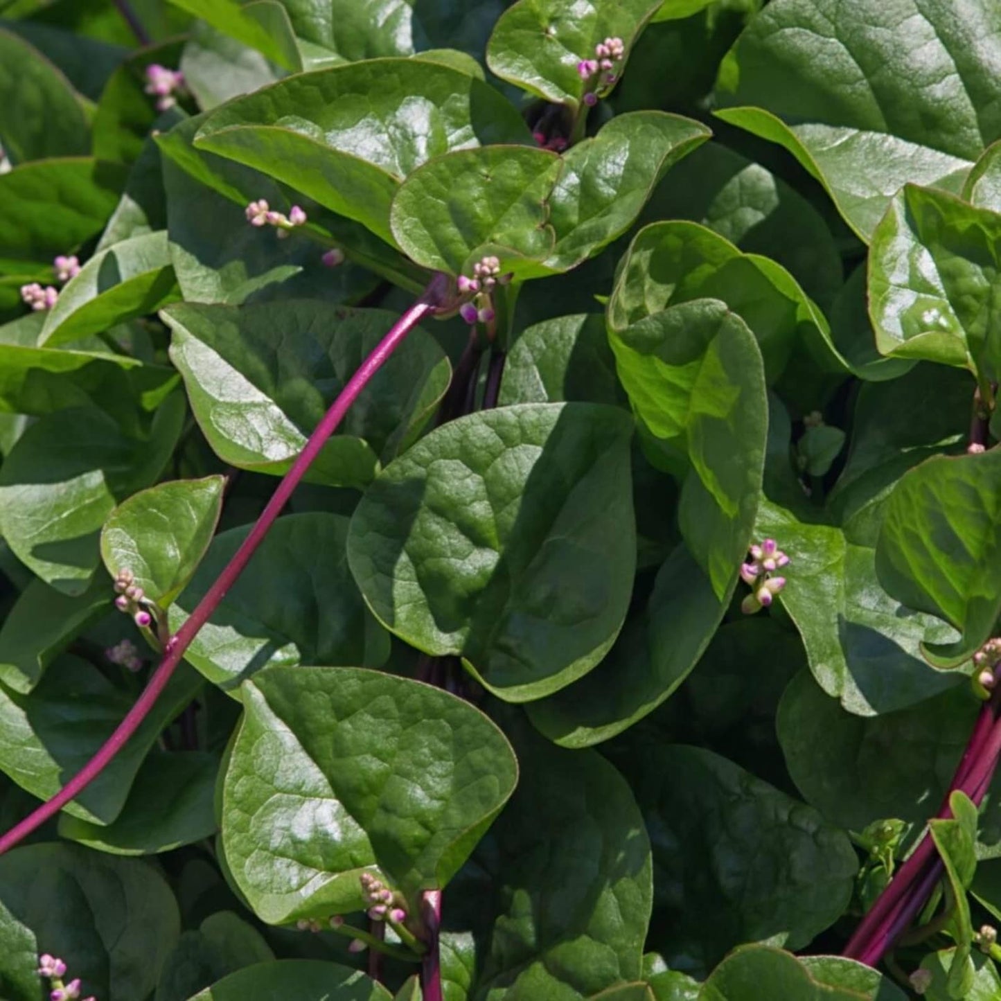 100pcs Red Malabar Spinach seeds easy to planting  Climbing Spinach