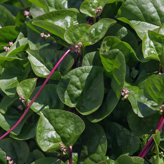 100pcs Red Malabar Spinach seeds easy to planting  Climbing Spinach