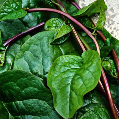 100pcs Red Malabar Spinach seeds easy to planting  Climbing Spinach