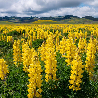 Yellow Lupine 100Pcs Seeds Lupinus Densiflorus, Pollinator Friendly, Easy Grow