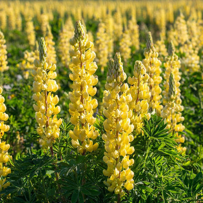 Yellow Lupine 100Pcs Seeds Lupinus Densiflorus, Pollinator Friendly, Easy Grow