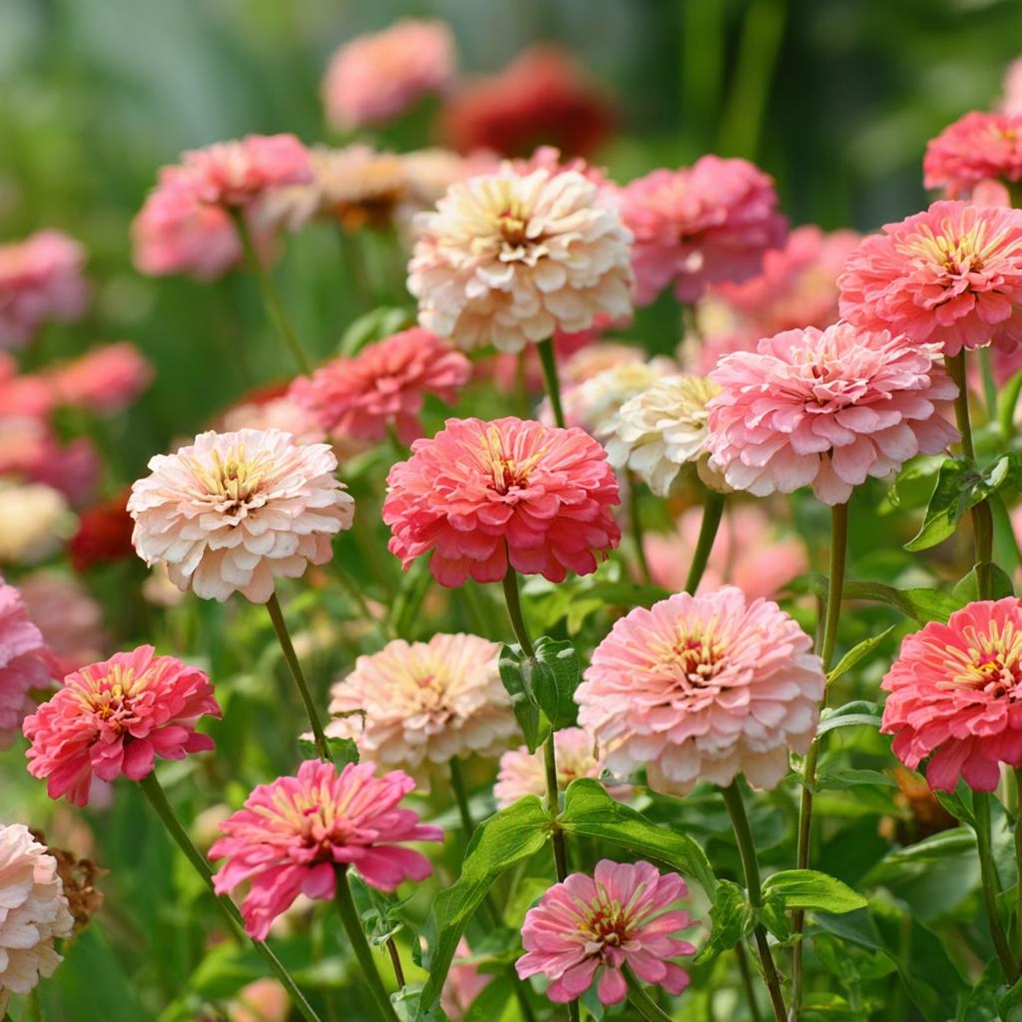 Strawberries and Cream Zinnia 174Pcs Seeds Easy-to-Grow