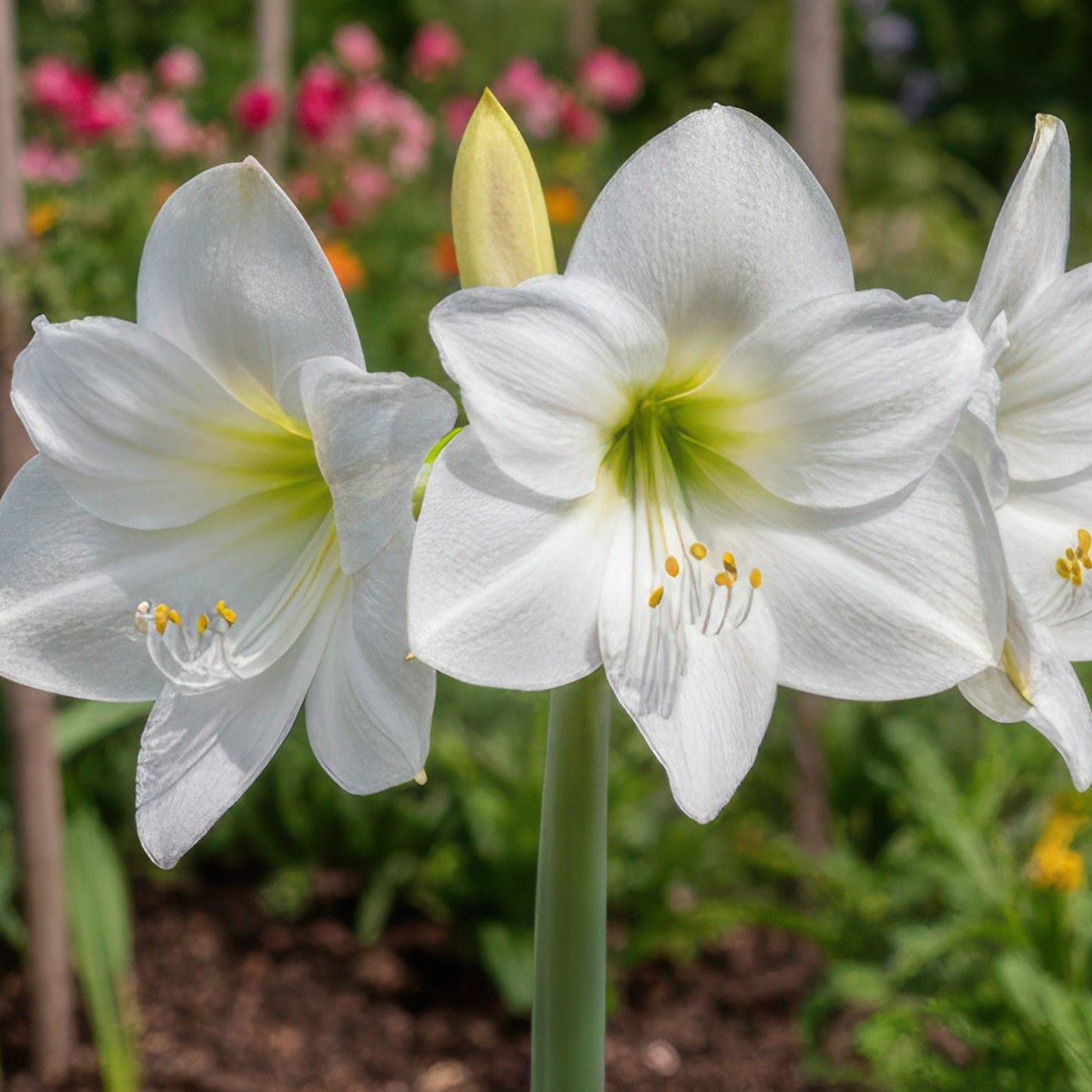 88pcs Premium Double Dream Amaryllis seeds  Soft Pink Double Blooms with Delicate Veining | Indoor Holiday Flowering seeds | Easy to Grow Gift Plant