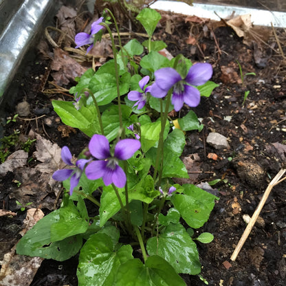 500pcs Violet Seeds Friendly for new gardeners grow into full compact clumps covered in seasonal blooms