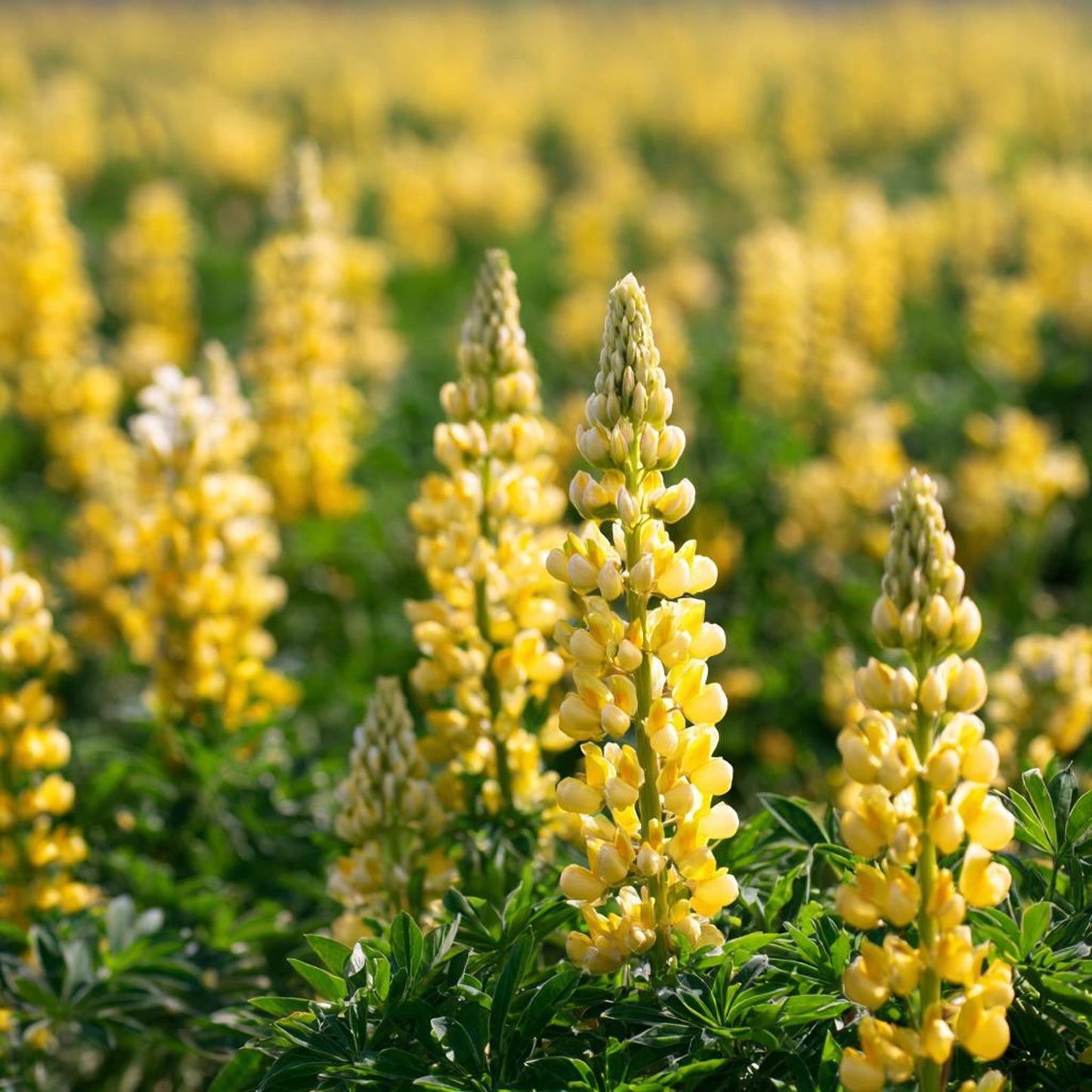Yellow Lupine 100Pcs Seeds Lupinus Densiflorus, Pollinator Friendly, Easy Grow