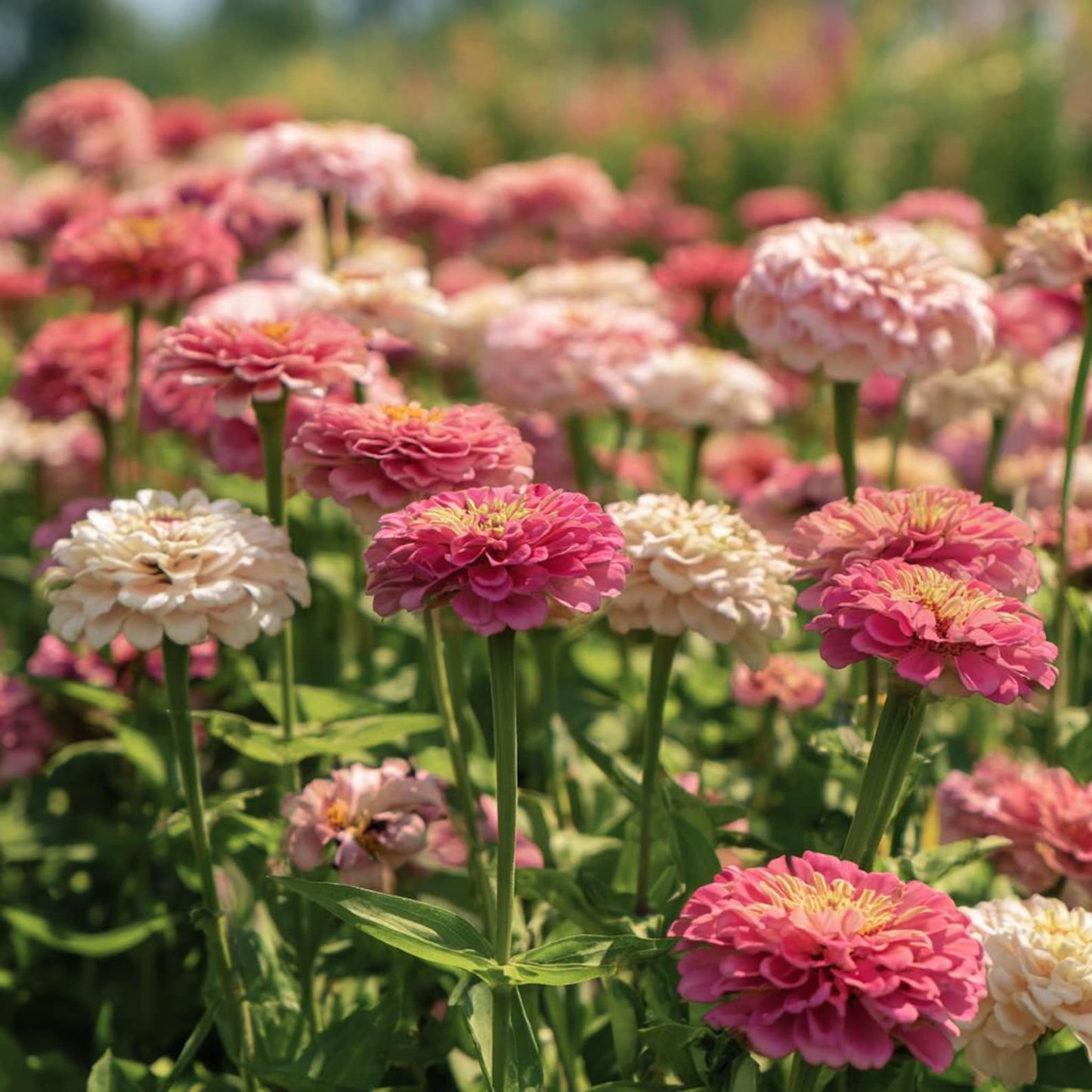 Strawberries and Cream Zinnia 174Pcs Seeds Easy-to-Grow