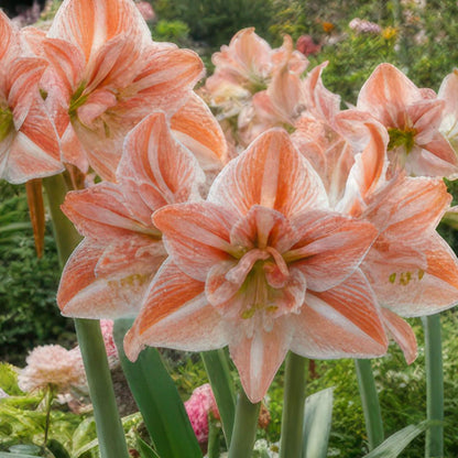 88pcs Amaryllis seeds Outdoor garden decoration is easy to planting