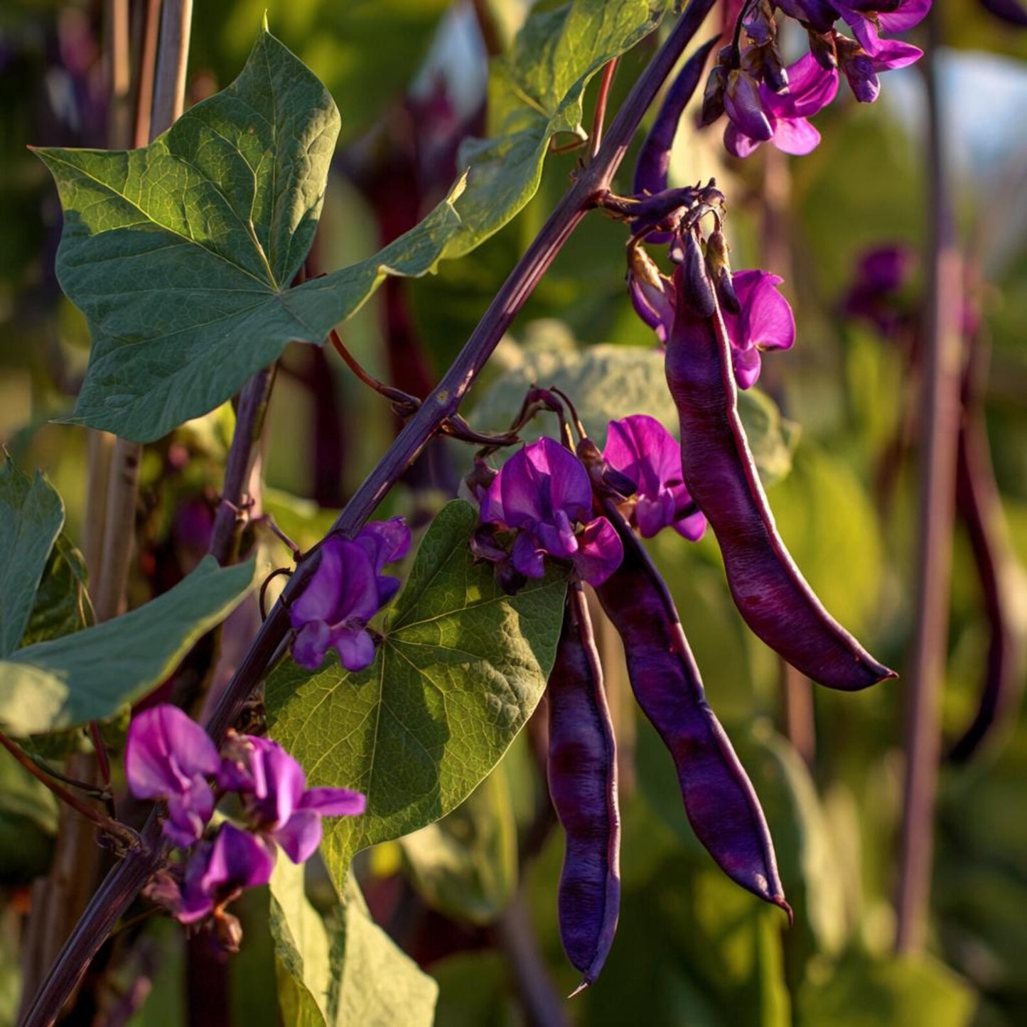 Ruby Moon Hyacinth Bean 10 Seeds Violet Pods & Fragrant Purple Blooms for Trellises