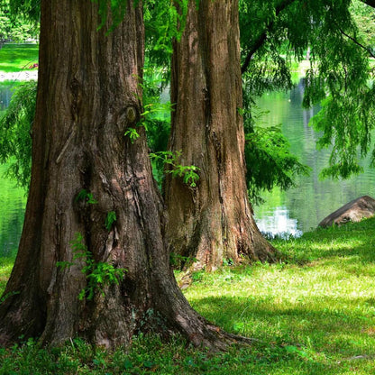 78Pcs Novice Friendly Redwood Tree Seeds grow robustly with regular watering and ample natural sunlight exposure