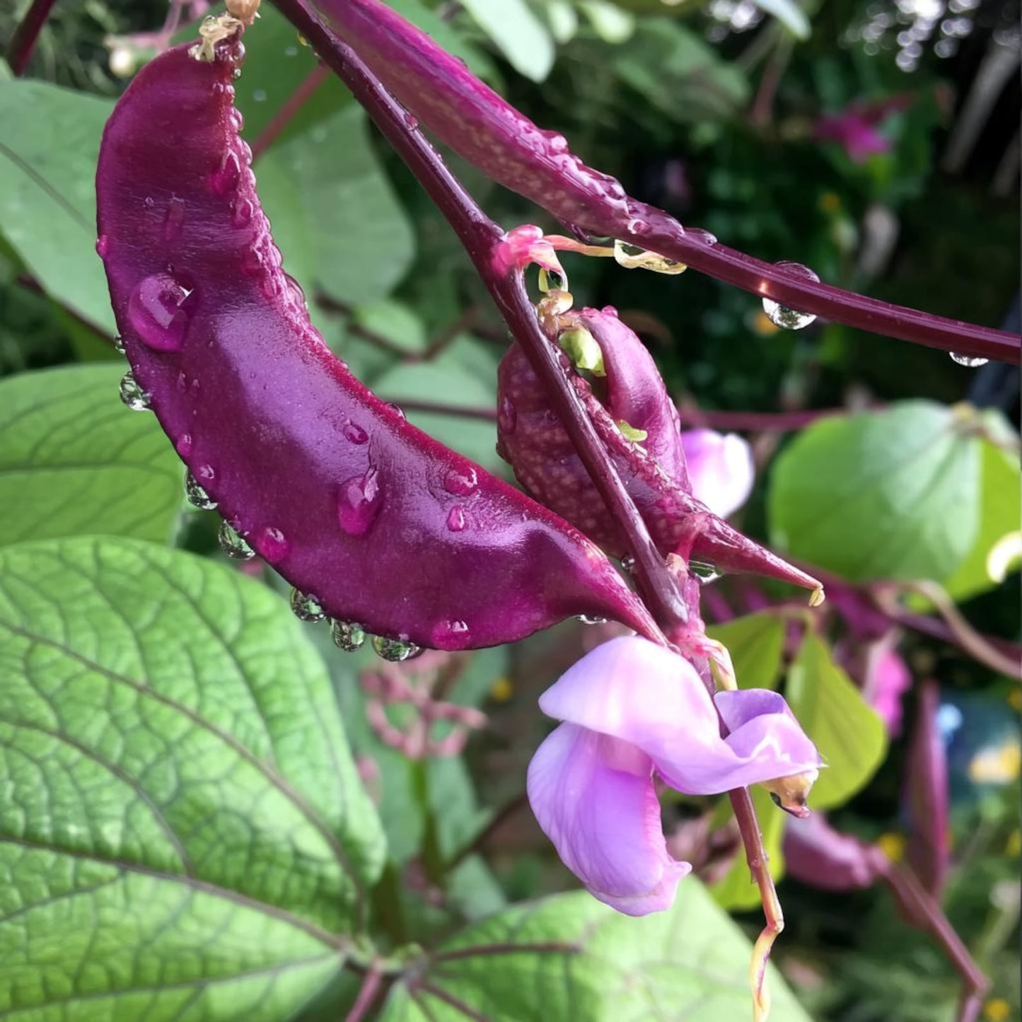 Ruby Moon Hyacinth Bean 10 Seeds Violet Pods & Fragrant Purple Blooms for Trellises