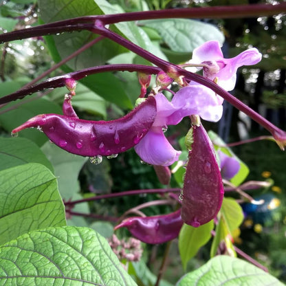 Ruby Moon Hyacinth Bean 10 Seeds Violet Pods & Fragrant Purple Blooms for Trellises