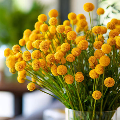 Billy Button 10 Seeds Craspedia Globosa seeds, Unique Yellow Ball-Shaped Blooms
