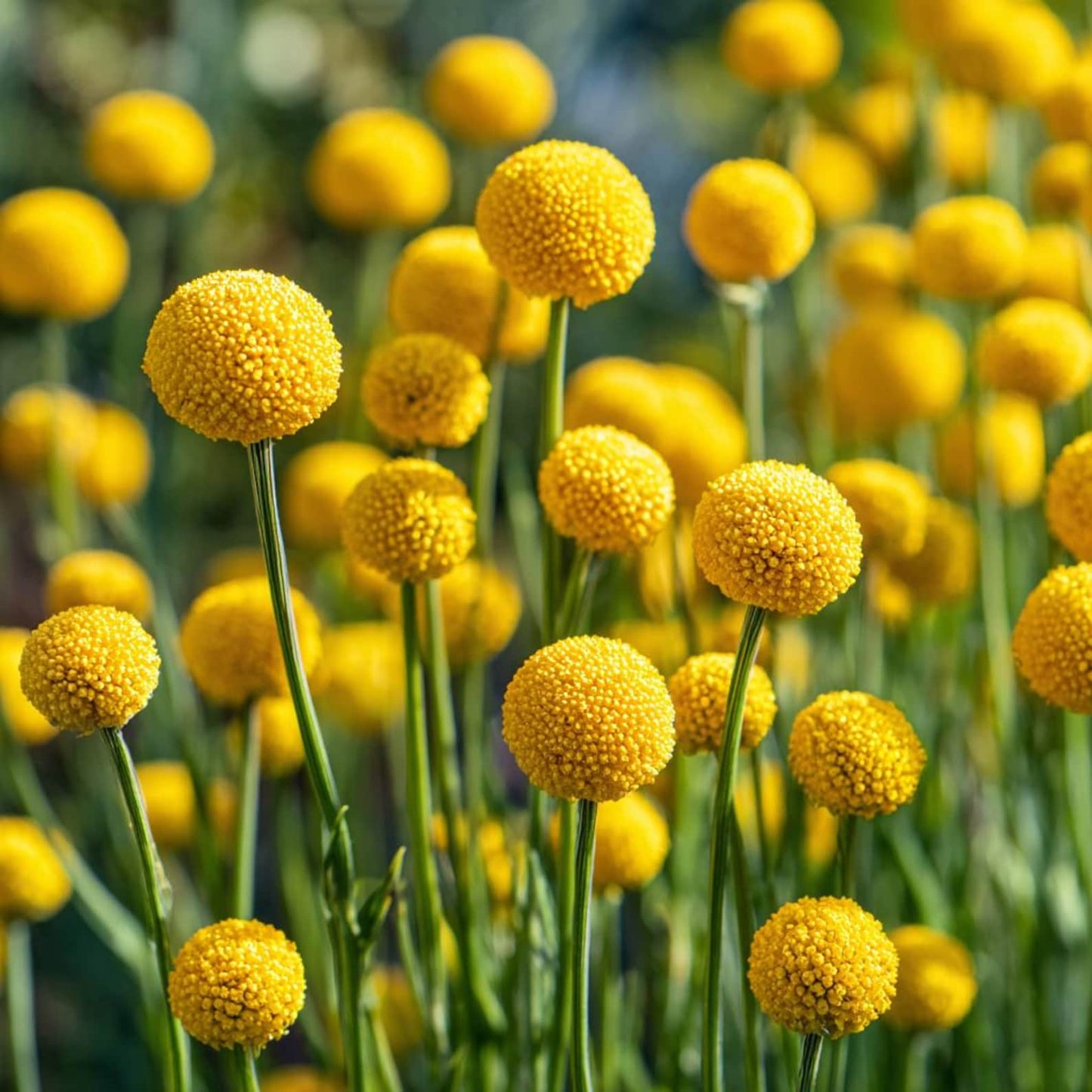 Billy Button 10 Seeds Craspedia Globosa seeds, Unique Yellow Ball-Shaped Blooms