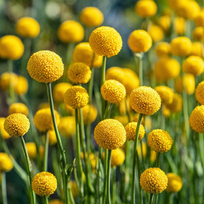 Billy Button 10 Seeds Craspedia Globosa seeds, Unique Yellow Ball-Shaped Blooms