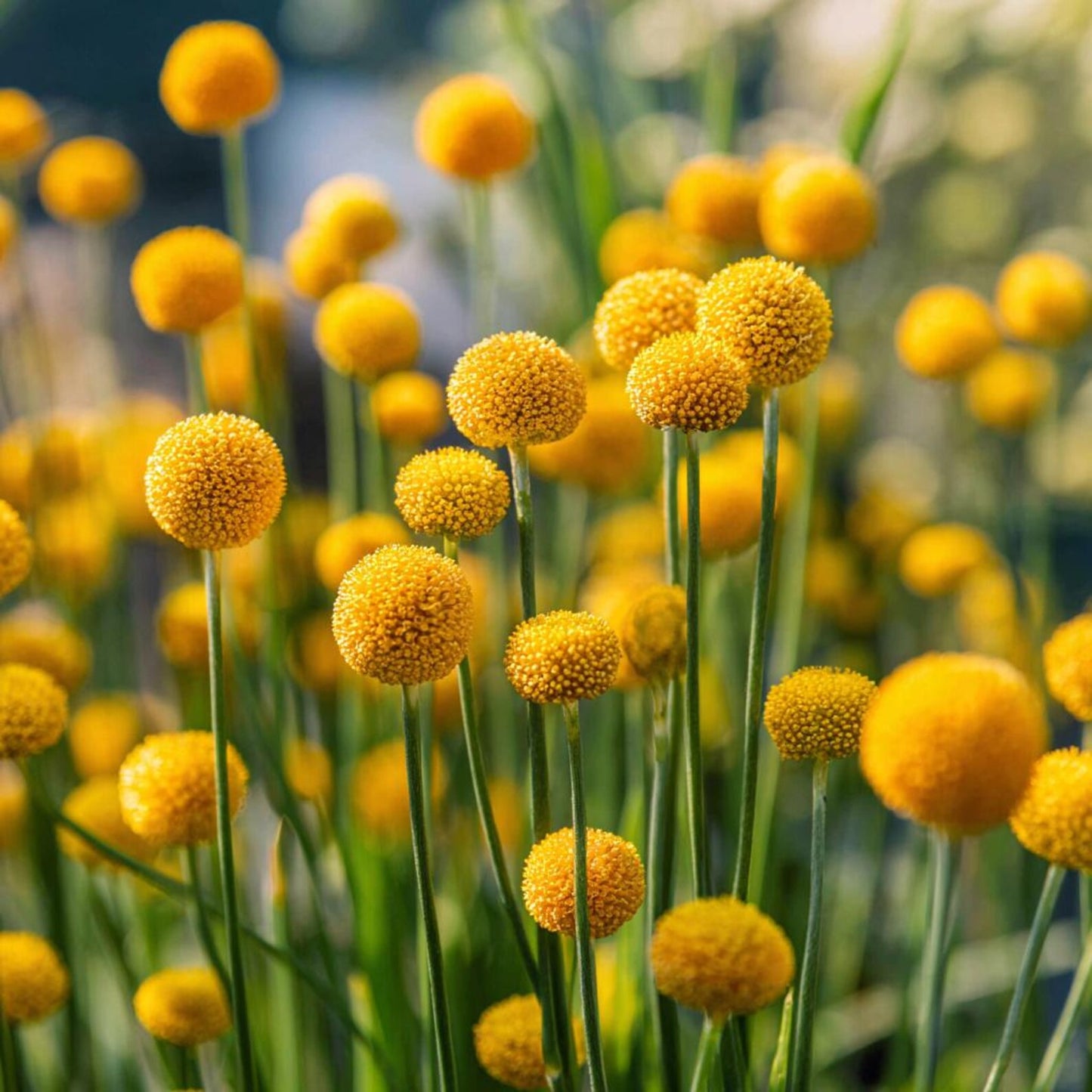 Billy Button 10 Seeds Craspedia Globosa seeds, Unique Yellow Ball-Shaped Blooms