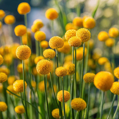 Billy Button 10 Seeds Craspedia Globosa seeds, Unique Yellow Ball-Shaped Blooms