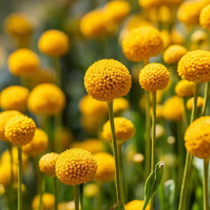 Billy Button 10 Seeds Craspedia Globosa seeds, Unique Yellow Ball-Shaped Blooms