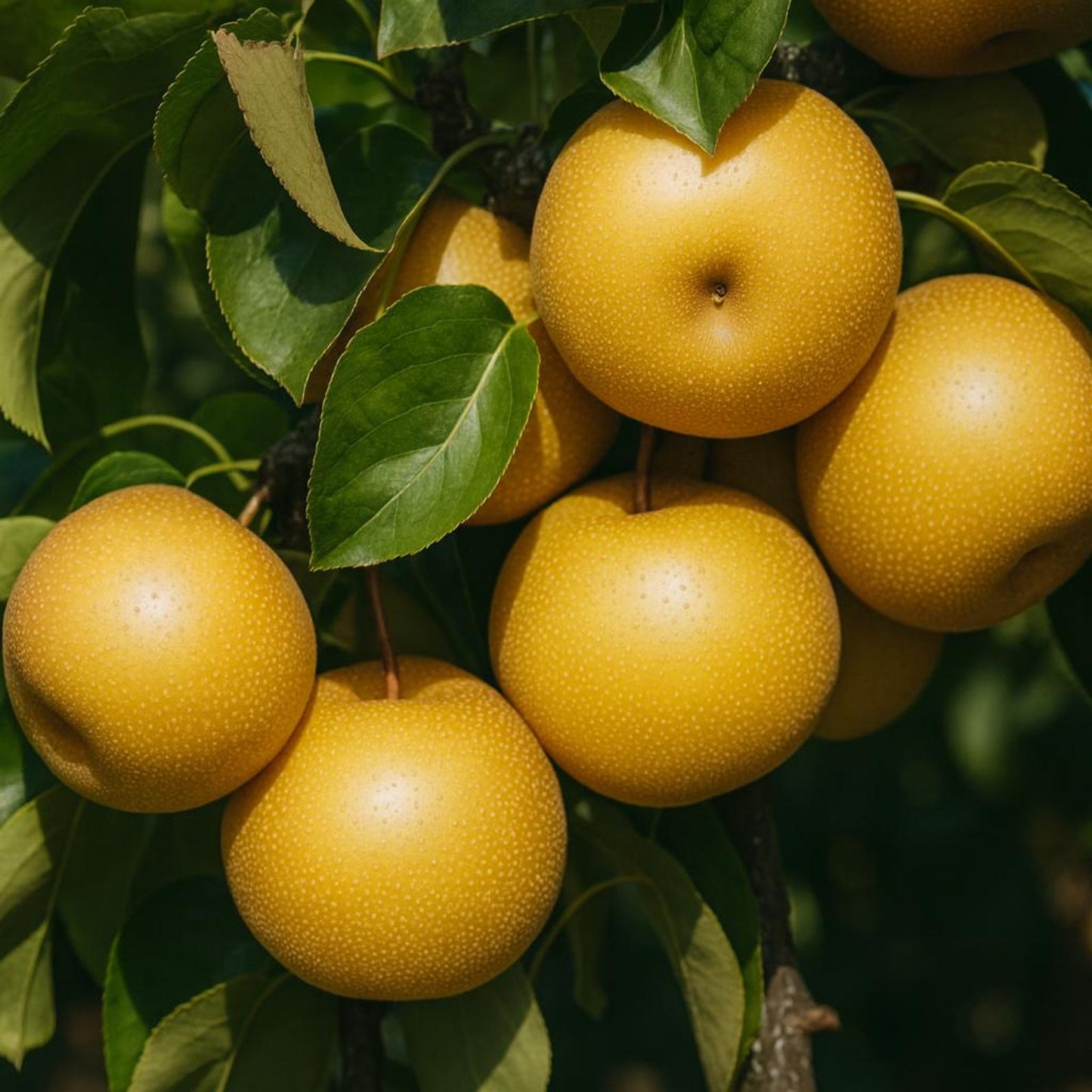 49Pcs Pear Seeds Easy to Sow and Grow great for solitary courtyard planting, garden scenic placement and deciduous ornamental landscape arrangement