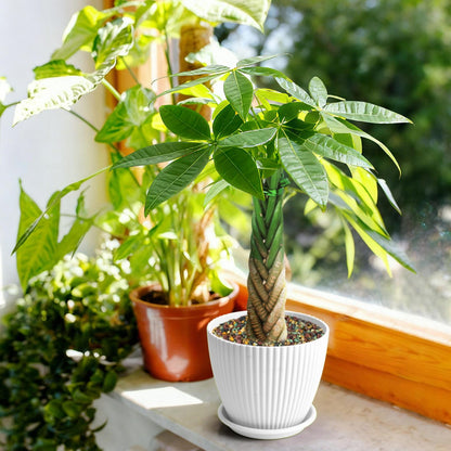 100Pcs woven Lucky Money Tree Seeds Easy Care Tropical Houseplant