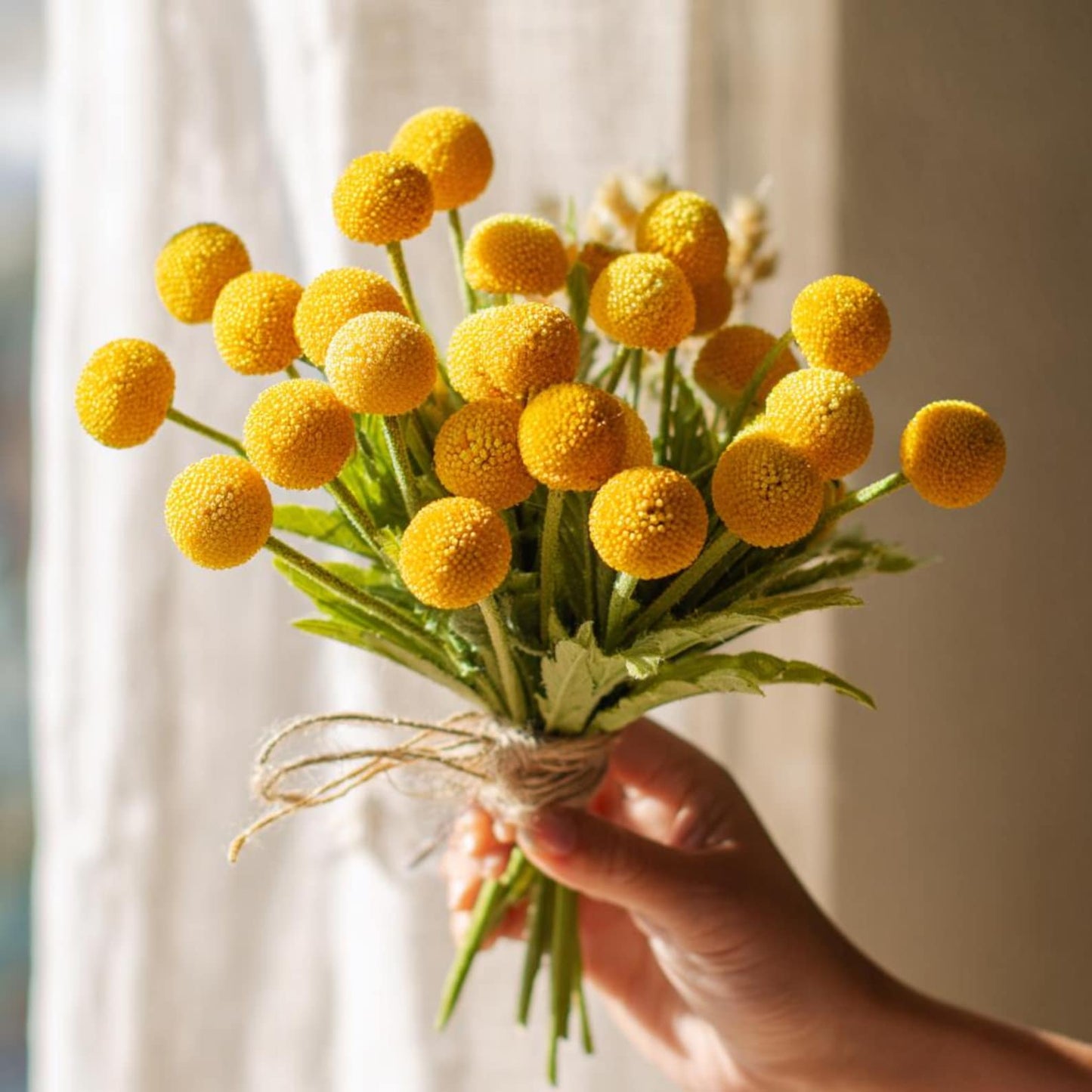 Billy Button 10 Seeds Craspedia Globosa seeds, Unique Yellow Ball-Shaped Blooms