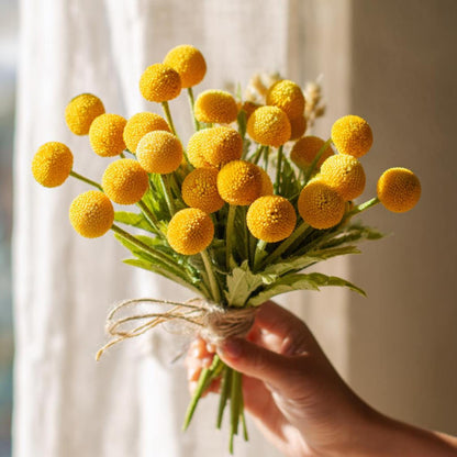 Billy Button 10 Seeds Craspedia Globosa seeds, Unique Yellow Ball-Shaped Blooms