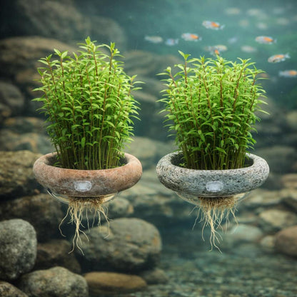 1865Pcs Aquarium Seeds Recommended for planting add soft layered texture to indoor aquarium landscape layouts
