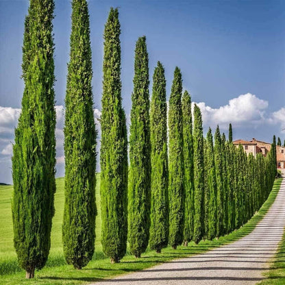 100Pcs Cypress Seeds Evergreen Tree Hardy Outdoor Landscaping Tall Hedge Row