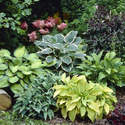 100Pcs Suitable for novice planting Hosta Seeds blend harmoniously with shade loving ornamental varieties and landscape plant groupings