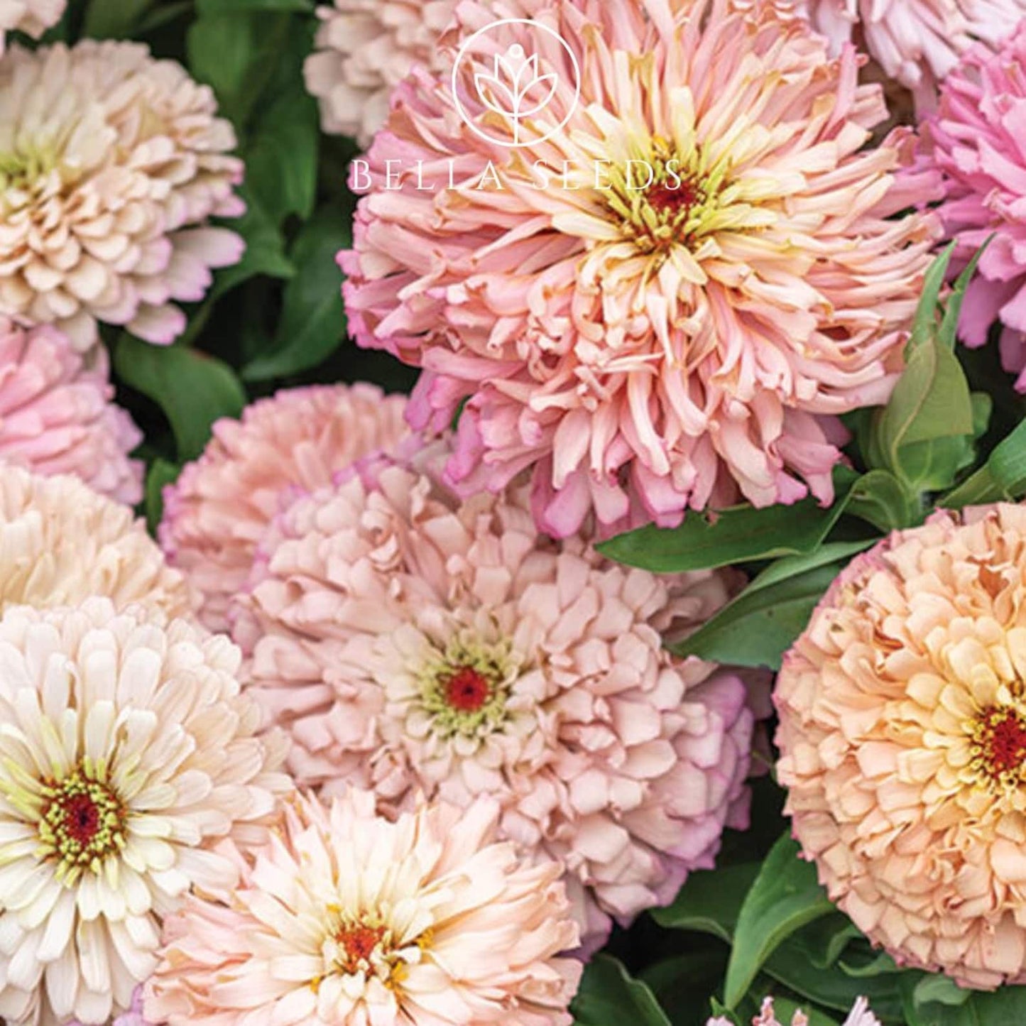 200Pcs Zinnia Seeds Easy To Sow With Consistent Uniform Growth Creating Neat Tidy Attractive Garden Beds