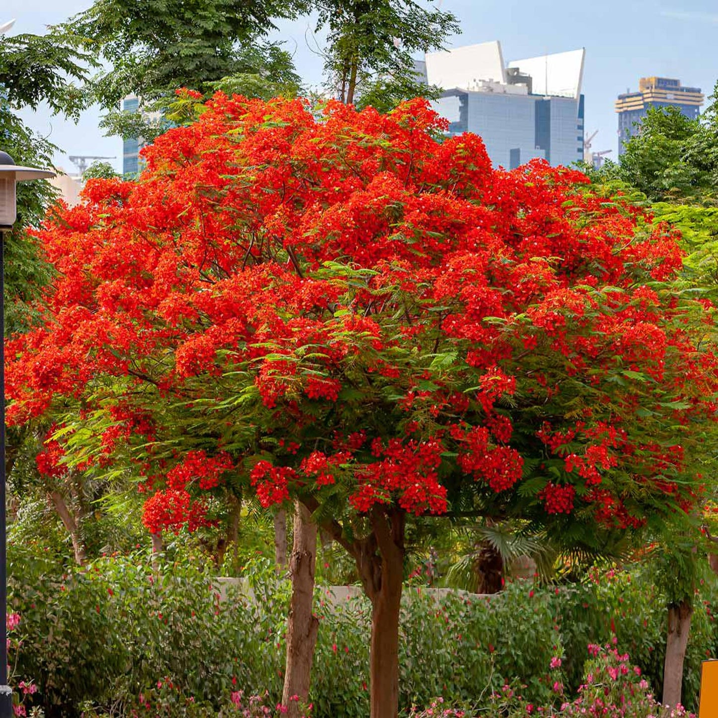 18Pcs Royal Poinciana Seeds Fast Growing Shade Tree Provides Cool Shade In Yard Areas