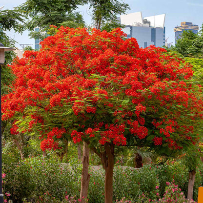18Pcs Royal Poinciana Seeds Fast Growing Shade Tree Provides Cool Shade In Yard Areas