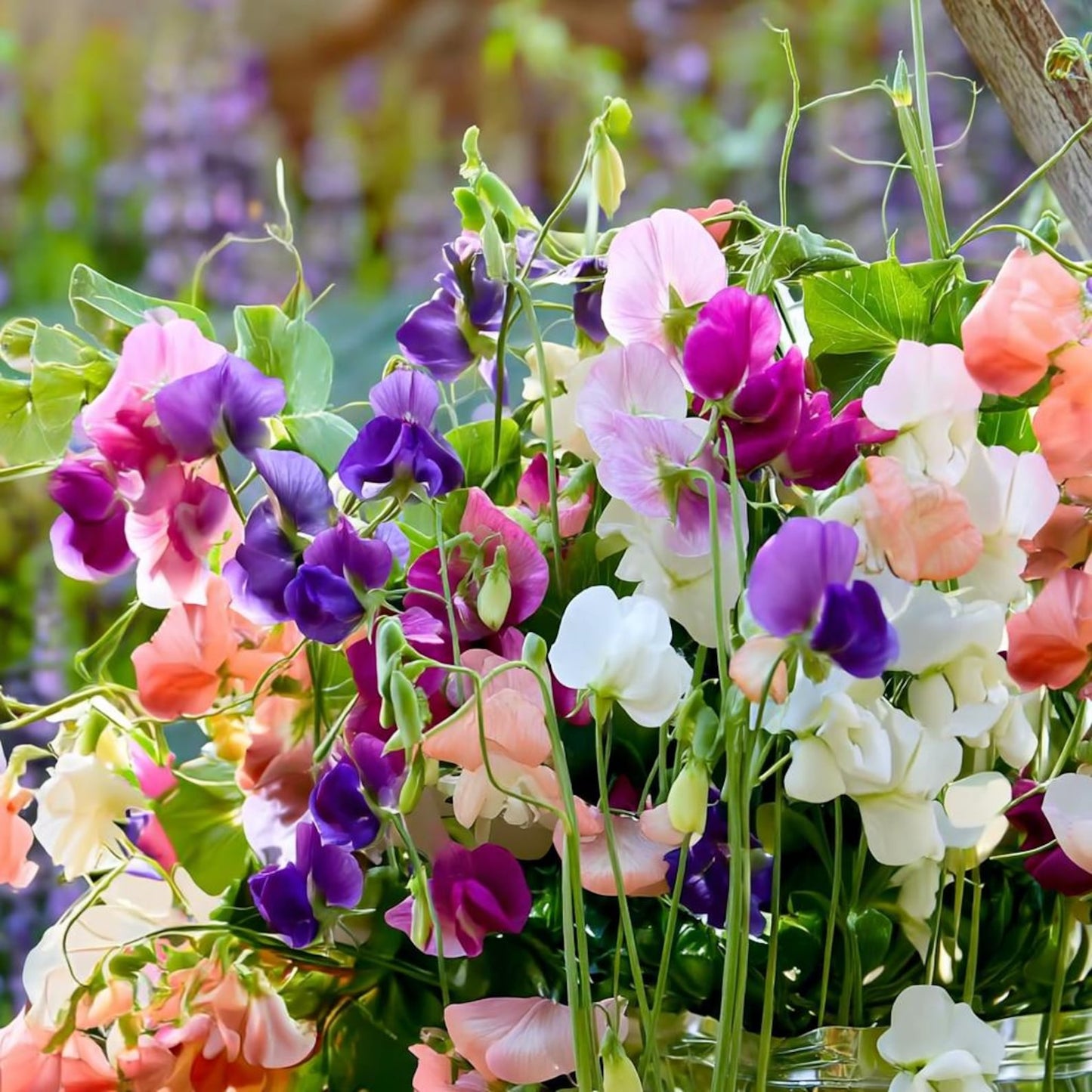 37Pcs Sweet Pea Seeds Quick To Sprout Create Full Climbers For Lush Garden Coverage