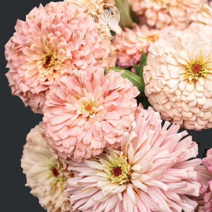 200Pcs Zinnia Seeds Easy To Sow With Consistent Uniform Growth Creating Neat Tidy Attractive Garden Beds