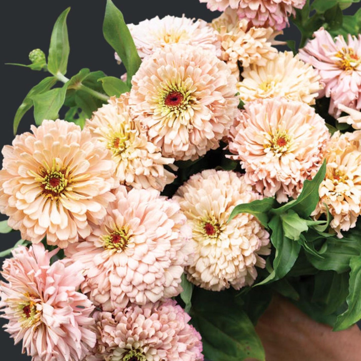 200Pcs Zinnia Seeds Easy To Sow With Consistent Uniform Growth Creating Neat Tidy Attractive Garden Beds