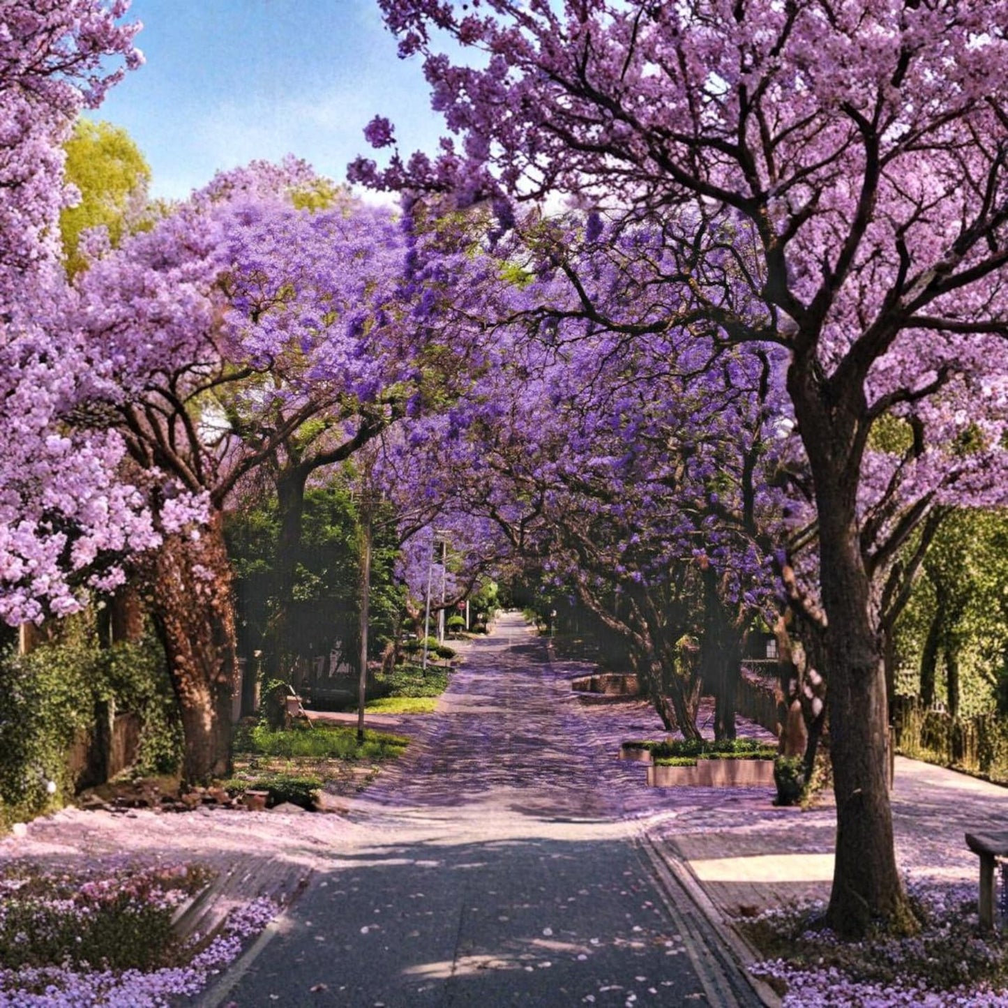 50Pcs Jacaranda Tree Seeds Hardy Growing Show Reliable Performance Year After Year