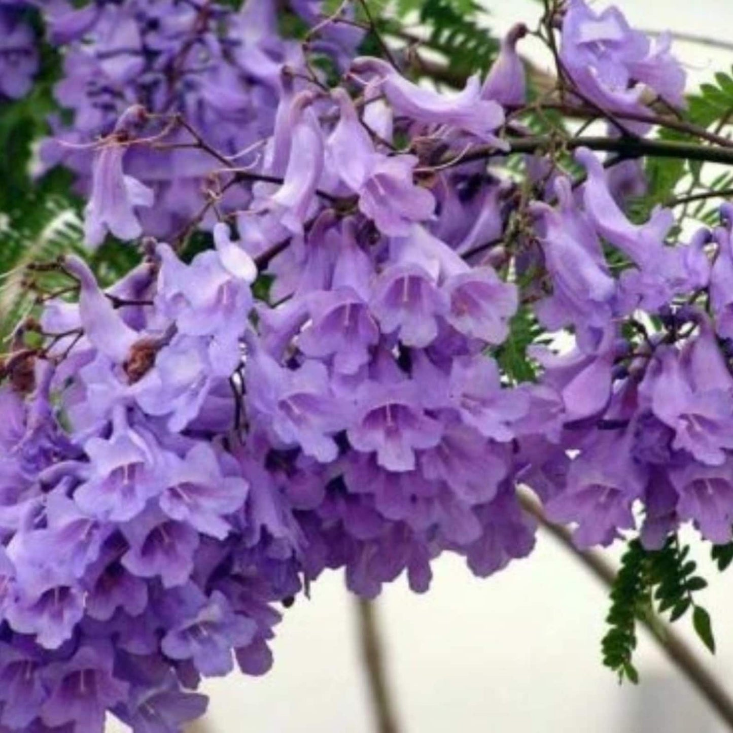50Pcs Jacaranda Tree Seeds Hardy Growing Show Reliable Performance Year After Year