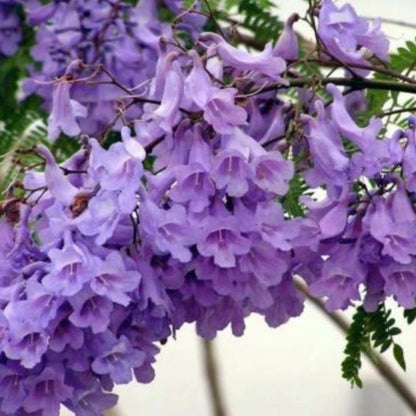 50Pcs Jacaranda Tree Seeds Hardy Growing Show Reliable Performance Year After Year