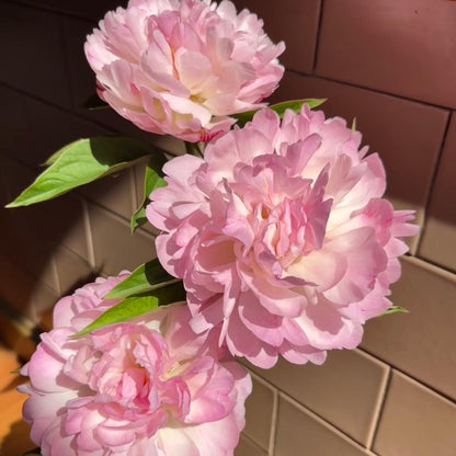 22Pcs Blush Pink Peony Seeds, Cut Flowers, Home Garden, Flower Seeds, Heirloom & Non-GMO, Easy to Grow