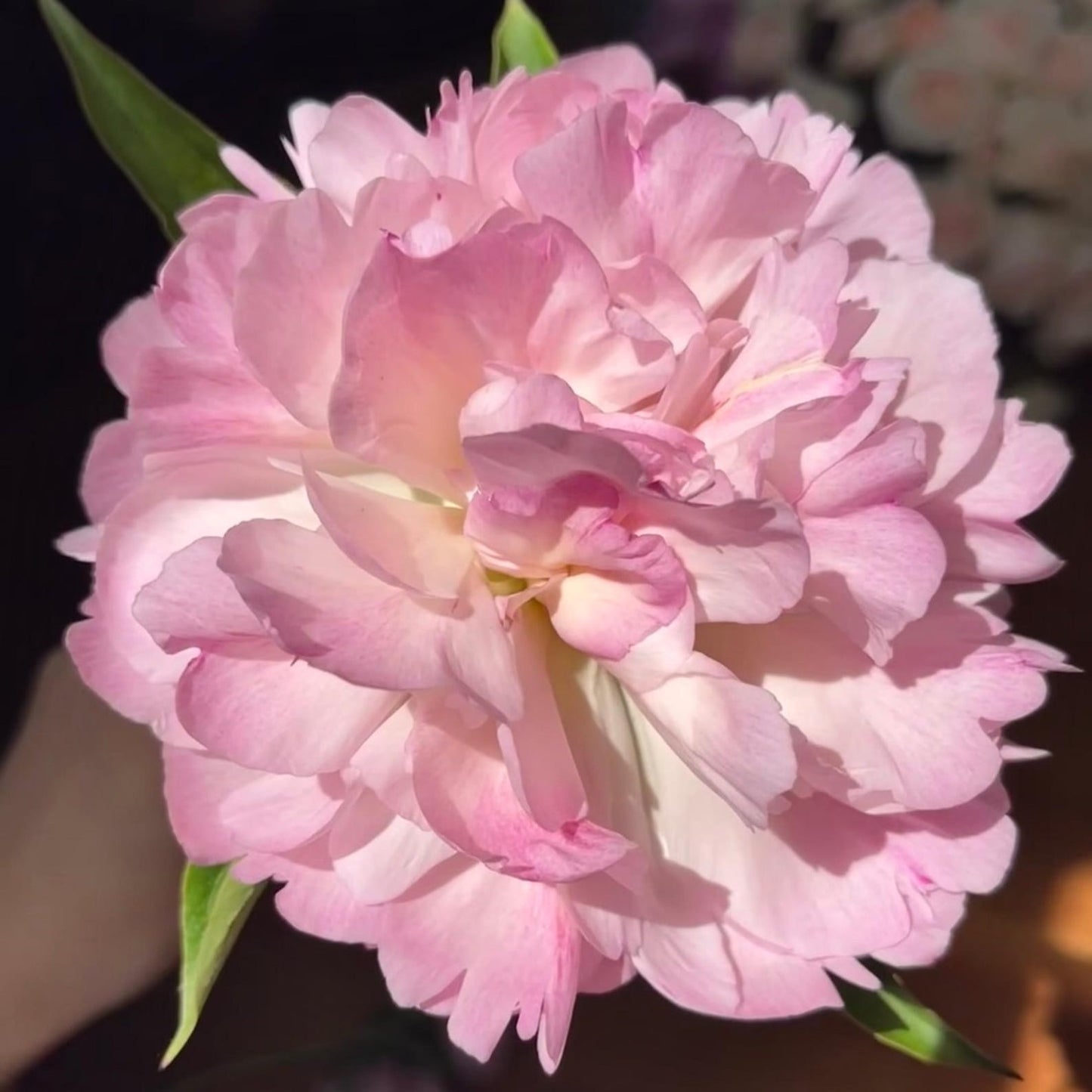 22Pcs Blush Pink Peony Seeds, Cut Flowers, Home Garden, Flower Seeds, Heirloom & Non-GMO, Easy to Grow