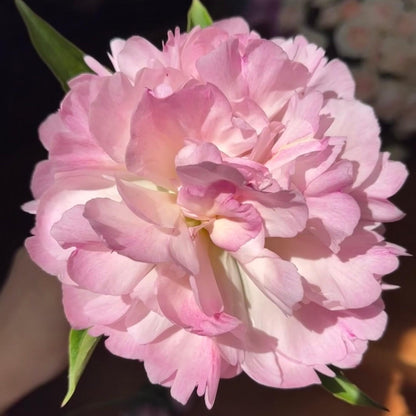 22Pcs Blush Pink Peony Seeds, Cut Flowers, Home Garden, Flower Seeds, Heirloom & Non-GMO, Easy to Grow