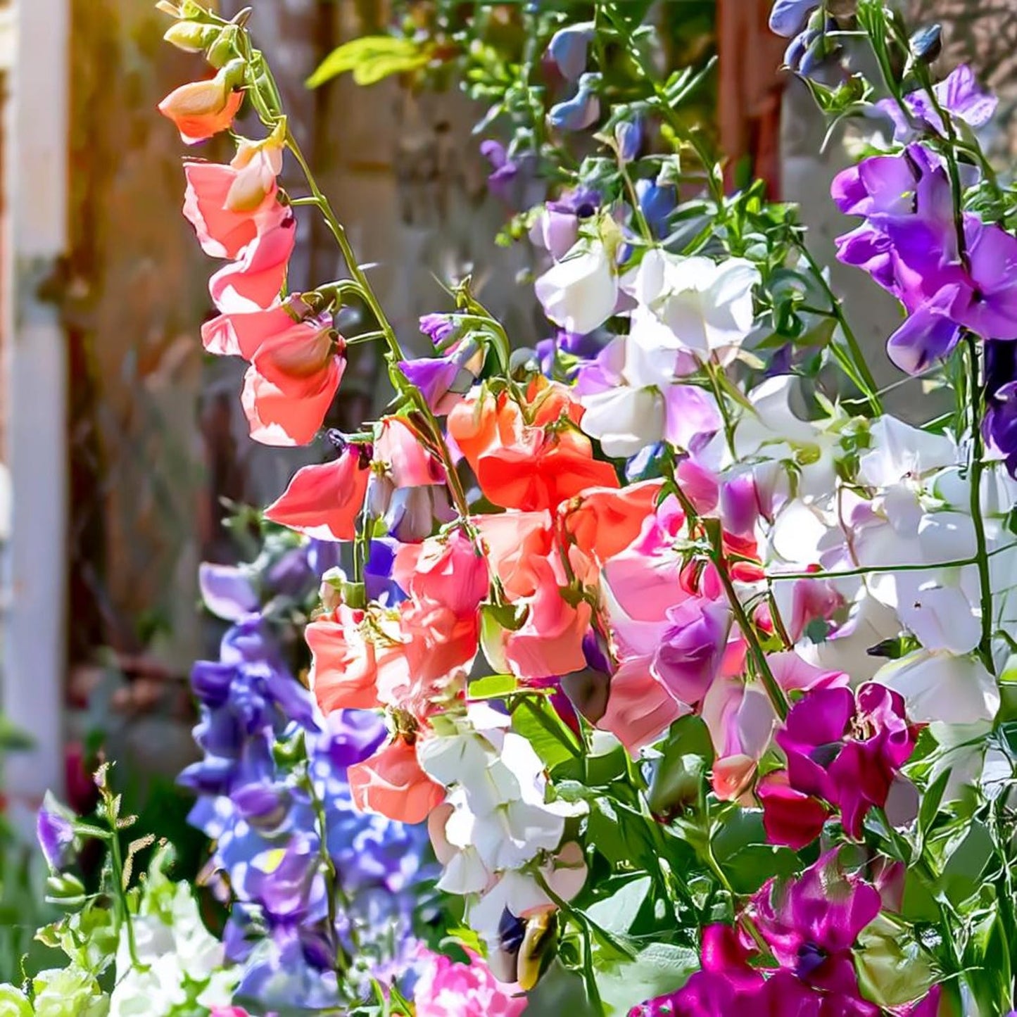 37Pcs Sweet Pea Seeds Quick To Sprout Create Full Climbers For Lush Garden Coverage
